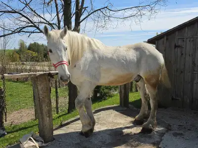 Percheron Gelding, View more