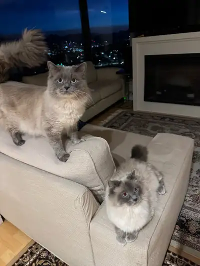 ragdoll for rehoming , View more