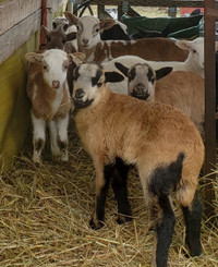 Ram lambs 
