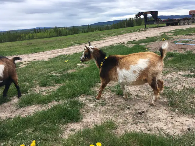 Registered and Unregistered Nigerian Does and Kids in Livestock in Vanderhoof - Image 2