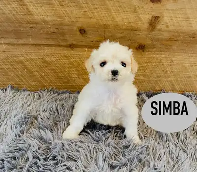 ❤️❤️Toy Maltipoo puppys❤️❤️, View more