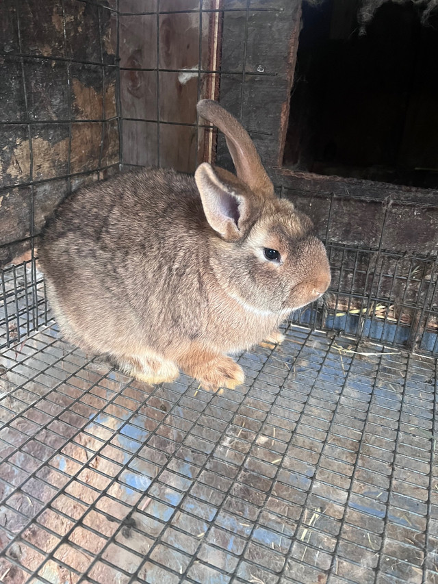 NewZealand / Flemish Bunny in Small Animals for Rehoming in Abbotsford - Image 2
