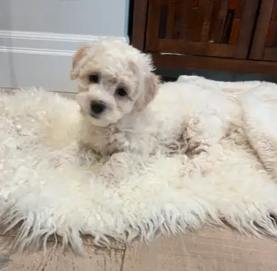 Mini Teddy bear Bichonpoo puppies available, View more