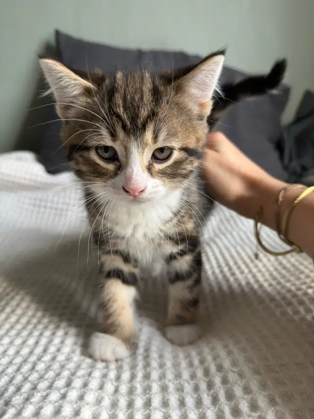 Chatons à vendre in Cats & Kittens for Rehoming in Longueuil / South Shore - Image 7
