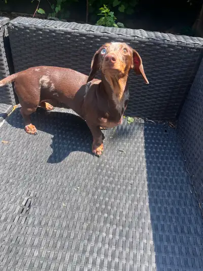 Young adult female dapple dachshund , View more