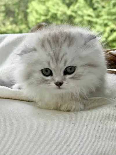 Top Quality Chinchilla Purebred Scottish Fold Kittens, View more