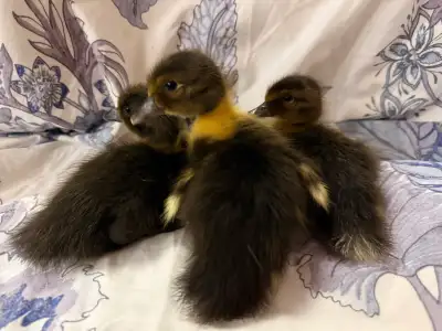 2 Indian runner ducklings , View more