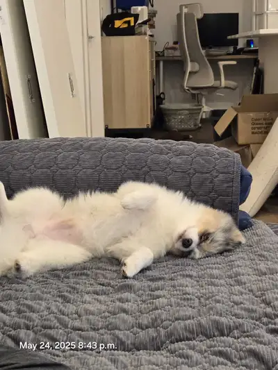 18 month old male Pomeranian , View more