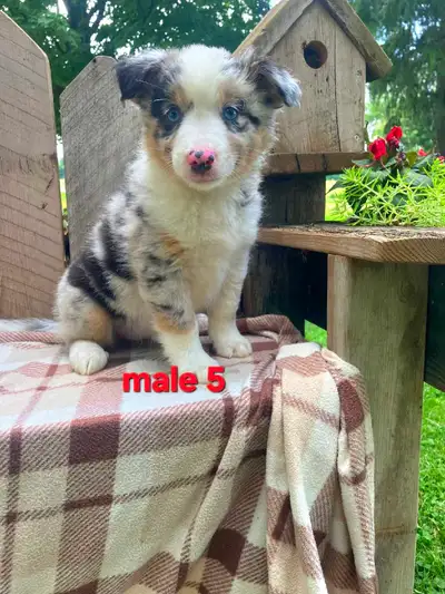 Australian Shepherd/Border Collie puppies, View more