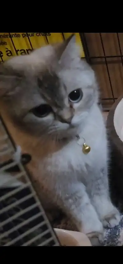 Kind, energetic, friendly,and liter trained. Blue eyes and light Grey fur. Not spayed. For more info...