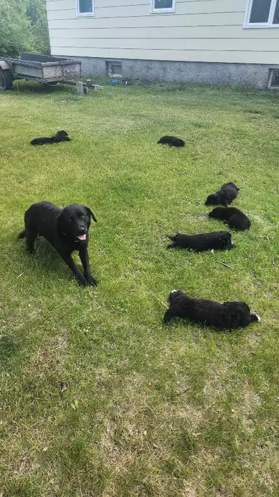 puppies for sale, View more