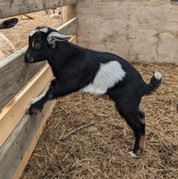 Mini Goats!
