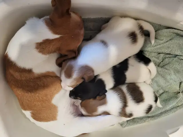 Cute Jack Russell Pups for Sale! in Dogs & Puppies for Rehoming in Pembroke - Image 8