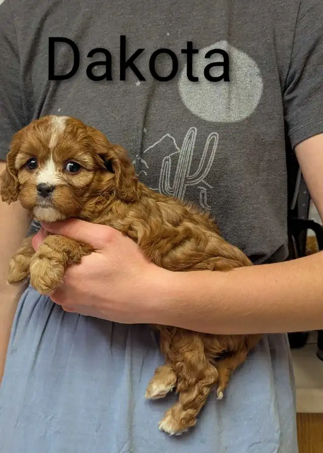 Cavapoo puppies in Dogs & Puppies for Rehoming in Kamloops - Image 4