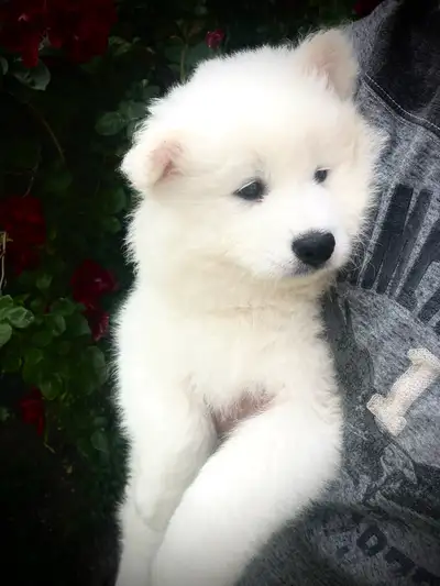 Purebred Male Samoyed just 8 weeks old. Ready, View more