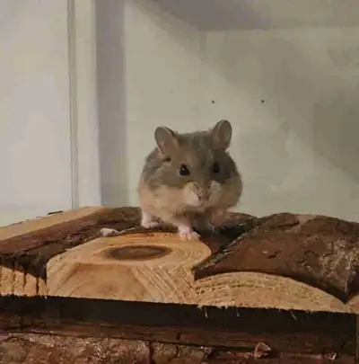 Rehoming Hamster, View more