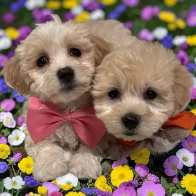 Adorable Maltipoo Puppies Now Ready For Pickup, View more