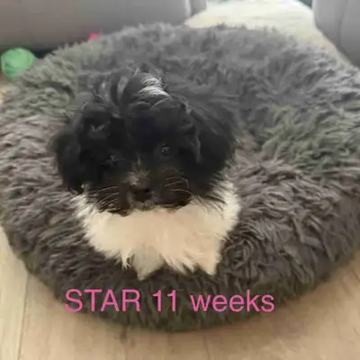 Havanese/Maltese x Pomeranian/Papillon. Small companion dogs., View more