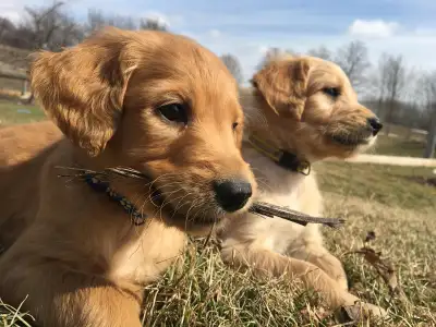 Golden Doodle Puppies, View more
