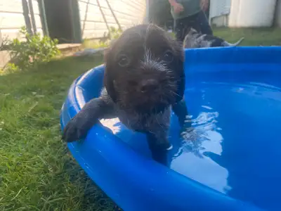 Wirehaired Pointing Griffon Puppies, View more