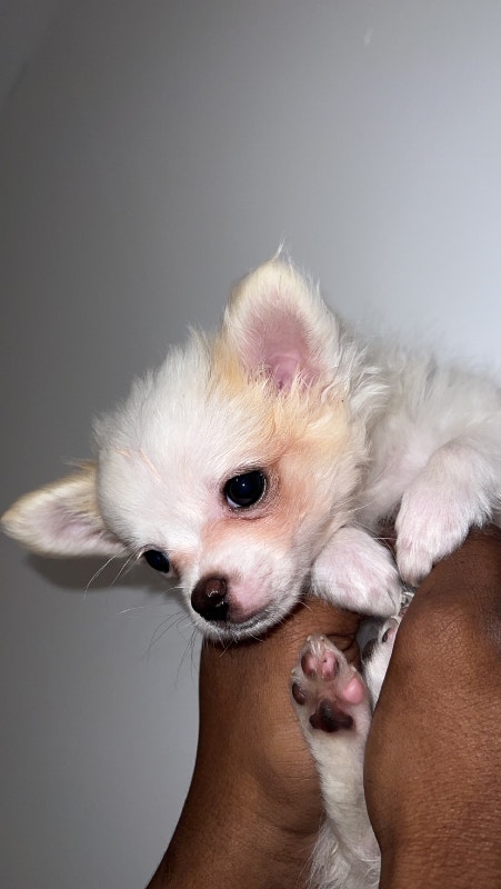 3 Month Old Chihuahua X Pomeranian | Dogs & Puppies For Rehoming | Ottawa |  Kijiji
