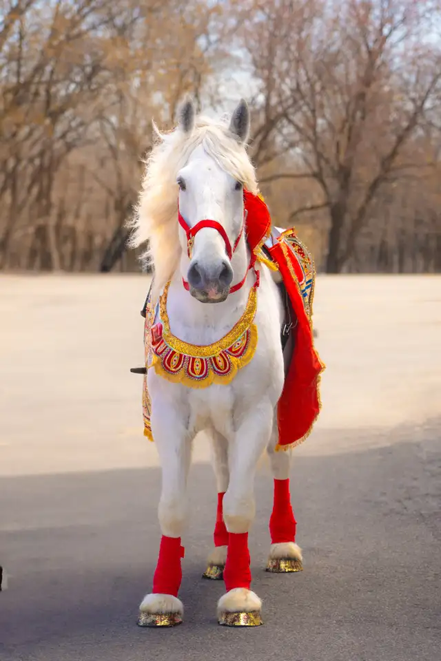 Baraat Horse Rental62864741767683123