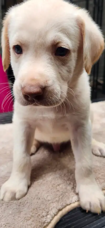 Reste 1 magnifique Bebe labrador Blond mâle Née le 24 avril 2025 Vacciné, vermifugé et vérifié par l...