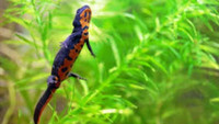 Recherche: firebelly newt / triton à ventre de feu