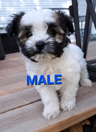 HAVANESE Puppies, View more