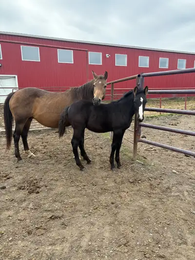 Percheron quarter horse cross colt , View more