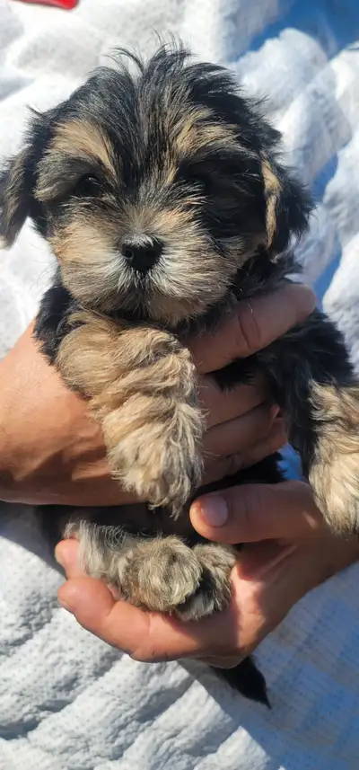 Morkie Puppy / Chiot, View more