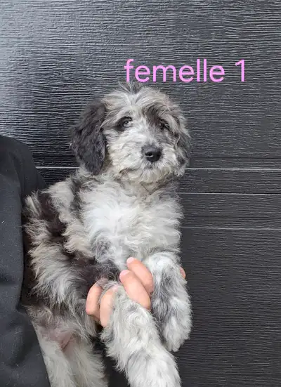 2 beau Goldendoodle prêt maintenant, View more