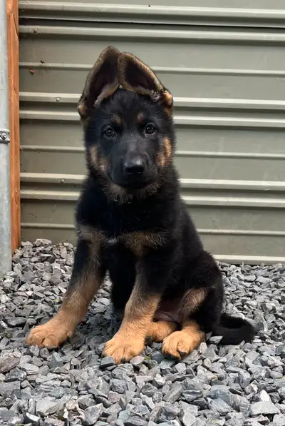 Chiot Femelle Berger Allemand ~ Enr CKC, View more