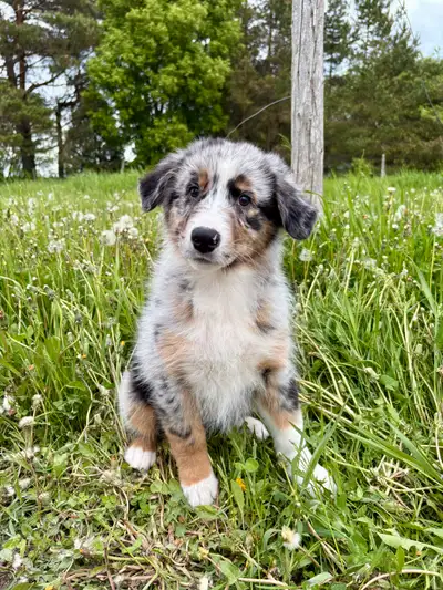 Chiot Berger Australien Enregistré CCC, View more