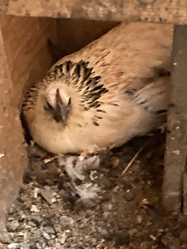 Hens for sale  in Livestock in Vernon - Image 2