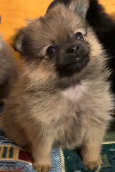 Eve purebred pomeranian puppy - delivery available, View more
