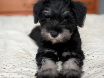 Beautiful Miniature Schnauzer Puppies, View more