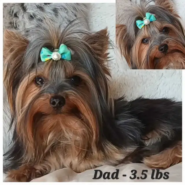 * All Sold! * Pure Yorkie Puppies Available! in Dogs & Puppies for Rehoming in St. Catharines - Image 6