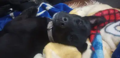 Dog looks like a black lab he is on the small side. He is trained to ask to go outside when he needs...