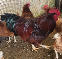 Rhode Island Red Rooster 
