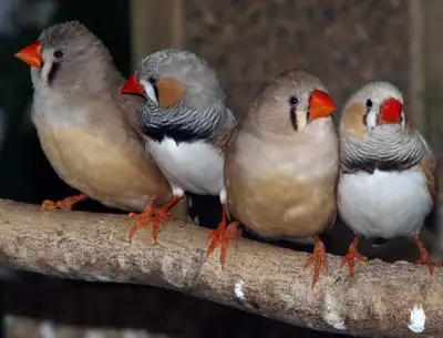 Zebra Finches – Pair Preferred | $75 / $40 Single Healthy Zebra Finches available. Social, active bi...