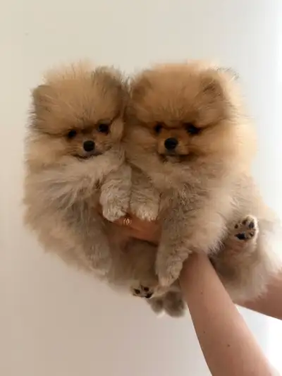 Pomeranian puppy , View more