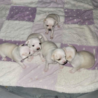 Chihuahua puppies   ( 5 females  )