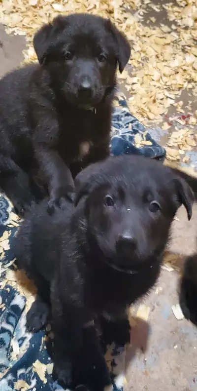 We are excited to announce the availability of our gorgeous litter of Black German Shepherd puppies,...