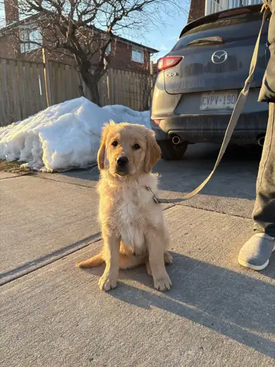 Golden Retriever Puppy – 3.5 Months Old – Fully Vaccinated & Energetic! Looking for a loving home fo...