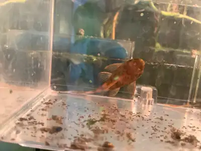 0.5-2 inch calico Bristlenose plecos for sale (lots of sizes), View more