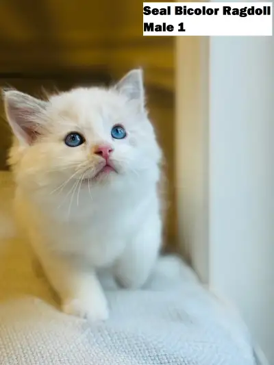 Health Certificated Bicolor Ragdoll kittens,Vaccinated/Dewormed, View more