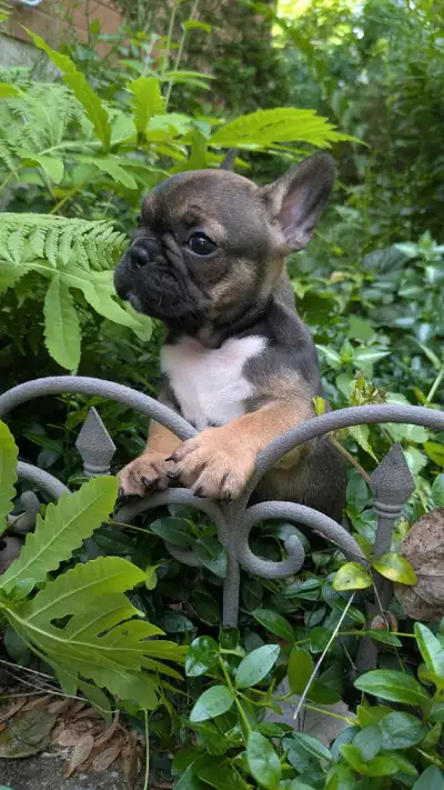 French Bulldog Puppies, View more