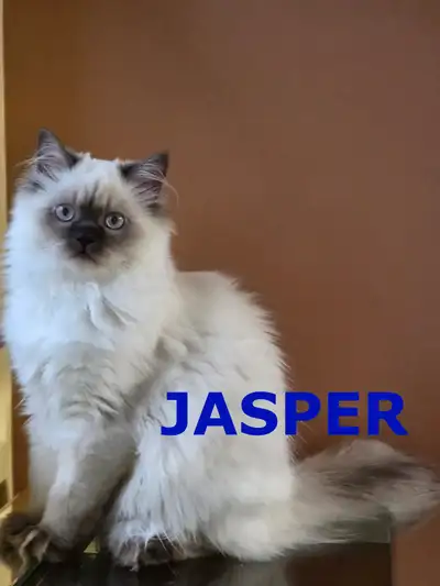 PURE HIMALAYAN MALE KITTENS LOOKING FOR NEW HOME, View more