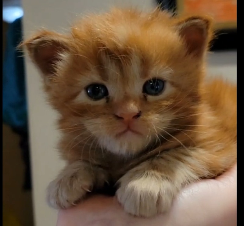 Maine Coon kittens XXL European! Cats & Kittens for Rehoming